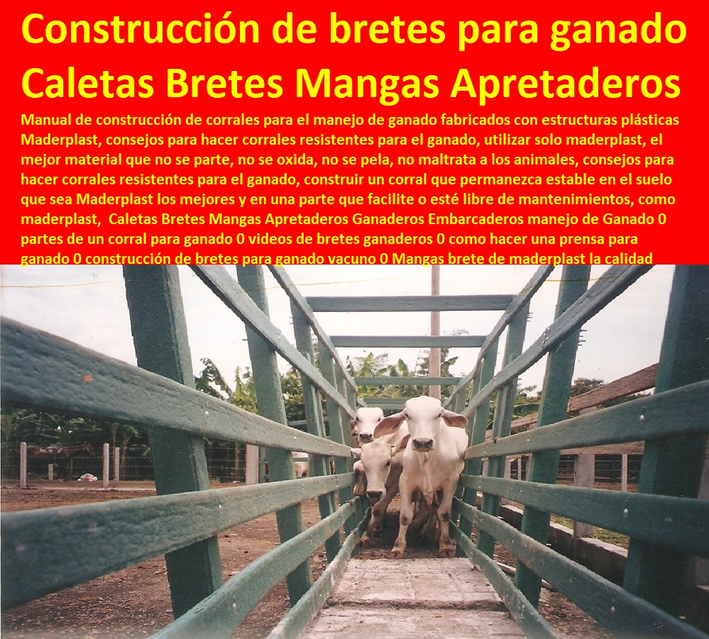 Caletas Bretes Mangas Apretaderos Ganaderos Embarcaderos manejo de Ganado 0 partes de un corral para ganado 0 videos de bretes ganaderos 0 como hacer una prensa para ganado 0 construcción de bretes para ganado vacuno 0 Mangas brete 0 Mangas De Coleo, Corral Caballerizas, Pesebreras De Caballos, Plaza Toros, Brete Ganadero, Apretaderos Embarcaderos, Postes Tablas, Polines Varetas, Horcones Madera Plástica, Corrales, Establos De Ganado, Caletas Bretes Mangas Apretaderos Ganaderos Embarcaderos manejo de Ganado 0 partes de un corral para ganado 0 videos de bretes ganaderos 0 como hacer una prensa para ganado 0 construcción de bretes para ganado vacuno 0 Mangas brete